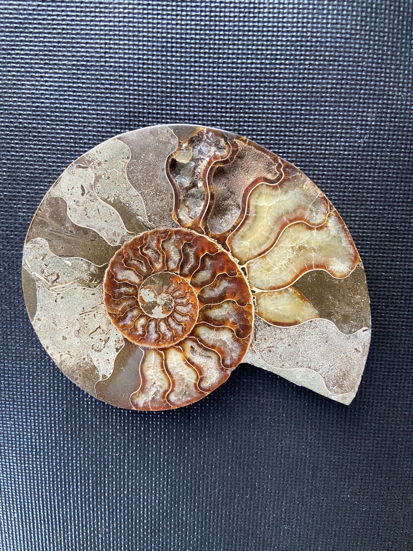 Ammonite Half